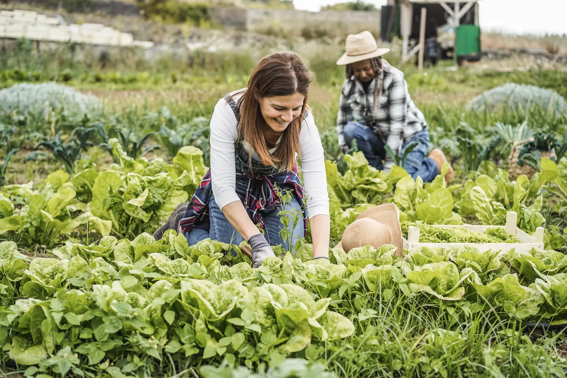 Agriculture
